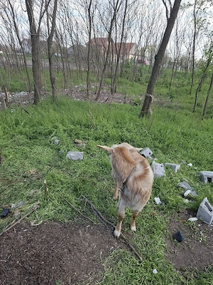 capra de vazare  - imagine 3