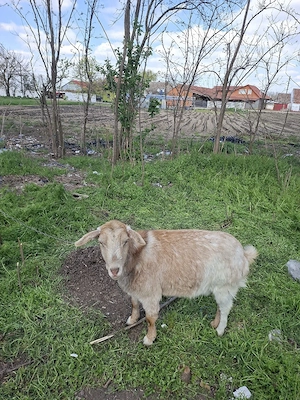 capra de vazare  - imagine 2