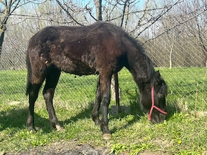 manz din semi greu cu romanesc