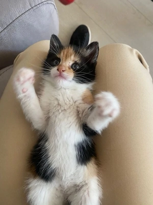 Siberiana de padure  - imagine 3