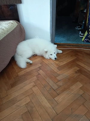 Samoyed de vanzare