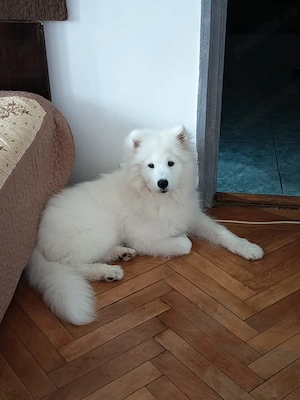 Samoyed 5 luni - imagine 2