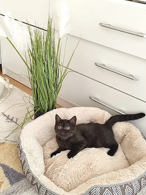 Motanel British Shorthair  - imagine 2