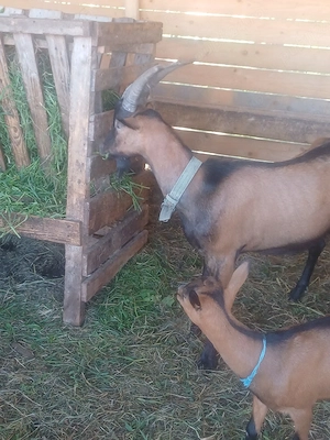 Disponibil 1 țap alpin francez ! - imagine 2