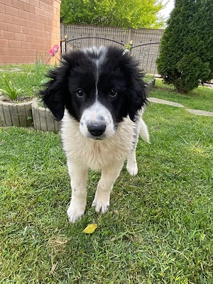 Ciobănesc de Bucovina 