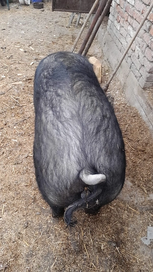 Scroafă de un an și 5 luni de vânzare!!! - imagine 2