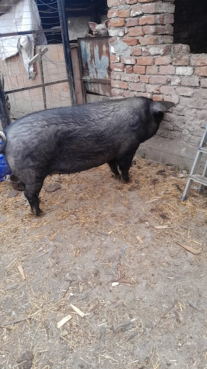 Scroafă de un an și 5 luni de vânzare!!! - imagine 3