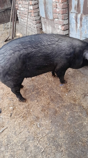 Scroafă de un an și 5 luni de vânzare!!!