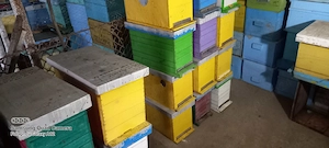 Vand roinite pe 6 rame 1 1