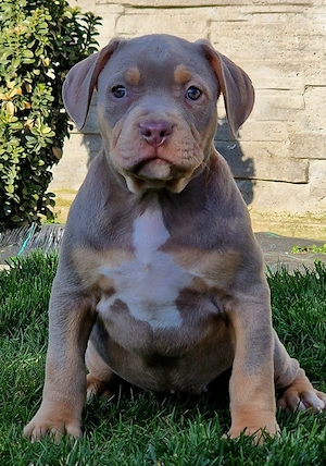 Vand catei American Bully xl - imagine 3