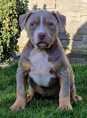 Vand catei American Bully xl