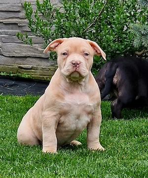 Vand catei American Bully xl - imagine 2