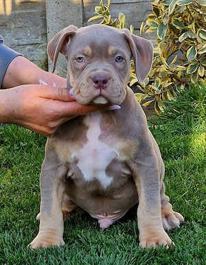 Vand catei American Bully xl - imagine 4