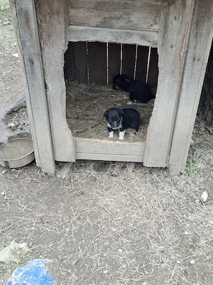 catei mici arges - imagine 4