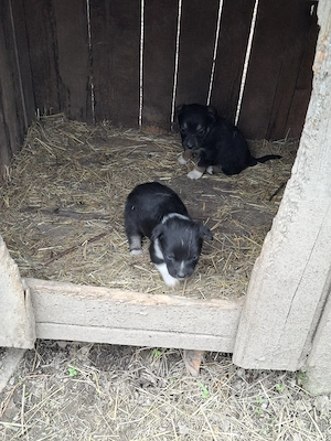 catei mici arges - imagine 3