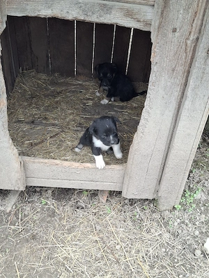 catei mici arges - imagine 5