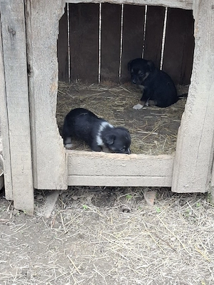 catei mici arges - imagine 2