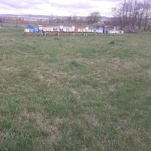 Familii albine (stupi)