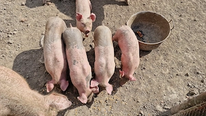 Purcei de vanzare - imagine 4