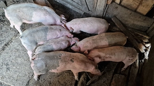 Purcei de vanzare - imagine 2