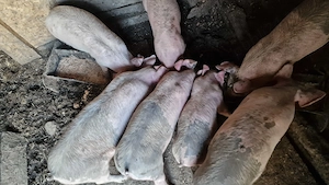 Purcei de vanzare - imagine 3