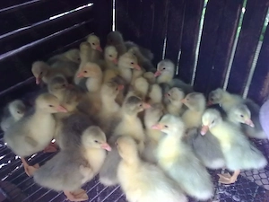 Boboci de Gasca Albi