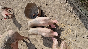 Purcei de vanzare - imagine 5