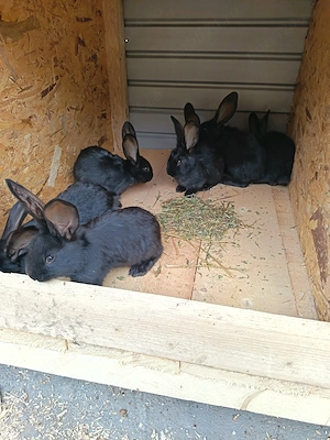 Iepuri Uriaș German Negru 