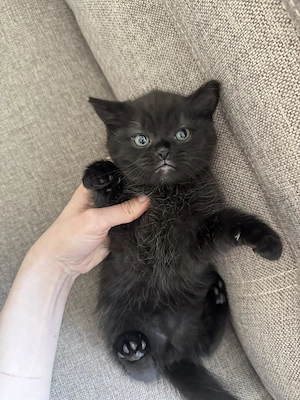 Pisoi negru superb   tată British Shorthair - imagine 2