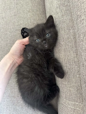 Pisoi negru superb   tată British Shorthair