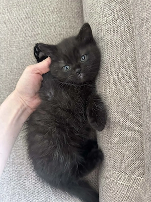 Pisoi negru superb   tată British Shorthair - imagine 3