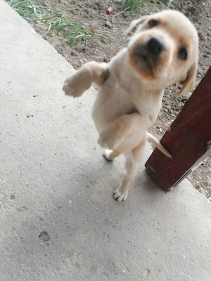 Labrador retriver foarte jucaus