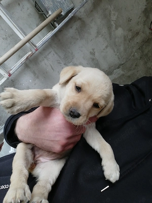 Labrador retriver foarte jucaus - imagine 2