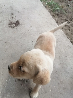 Labrador retriver foarte jucaus - imagine 3