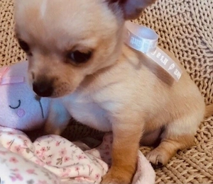 Chihuahua pui