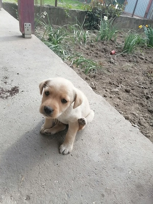 Labrador retriver foarte jucaus - imagine 4