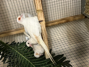 Turturele diamant ..