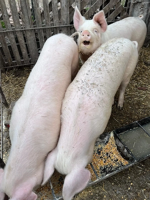 Vand porci intre 90-150 kg 