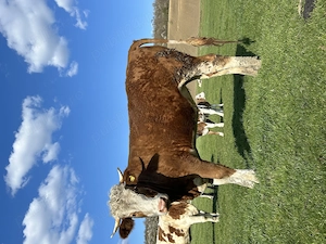 Vând diverse utilaje și o vaca  - imagine 5