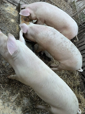 Vand porci intre 90-150 kg  - imagine 3