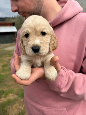 Cățeluși Cocker Spaniel - imagine 3