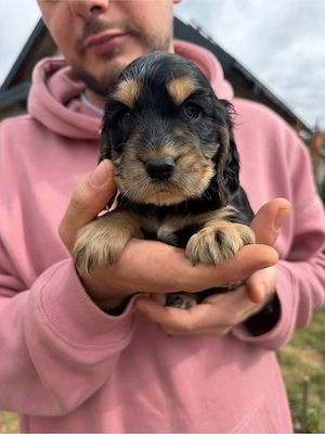 Cățeluși Cocker Spaniel