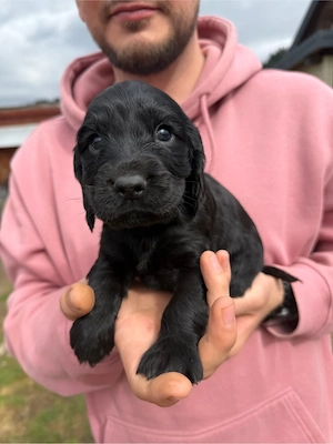 Cățeluși Cocker Spaniel - imagine 2