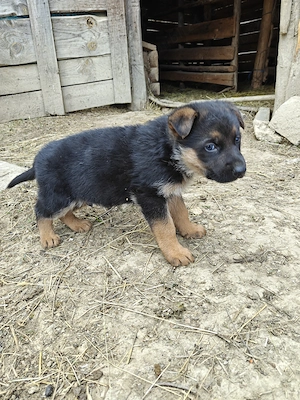 Vând căței ciobănesc german 