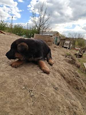 Vând căței ciobănesc german  - imagine 4