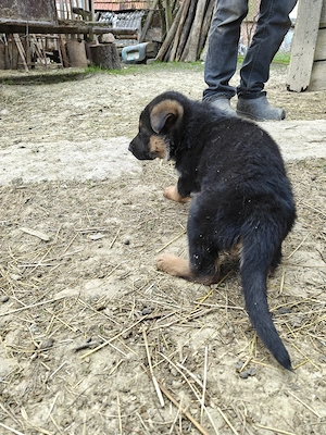 Vând căței ciobănesc german  - imagine 2