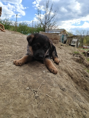 Vând căței ciobănesc german  - imagine 3