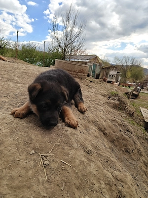 Vând căței ciobănesc german  - imagine 5