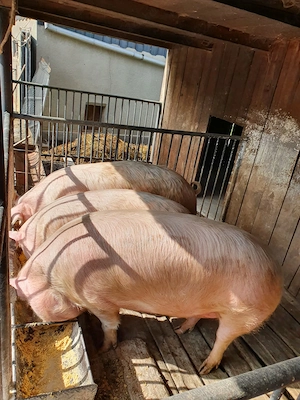 Purcei și porci mari, crescuți cu cereale - imagine 3