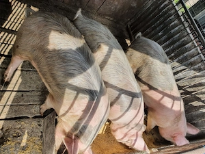 Purcei și porci mari, crescuți cu cereale - imagine 4